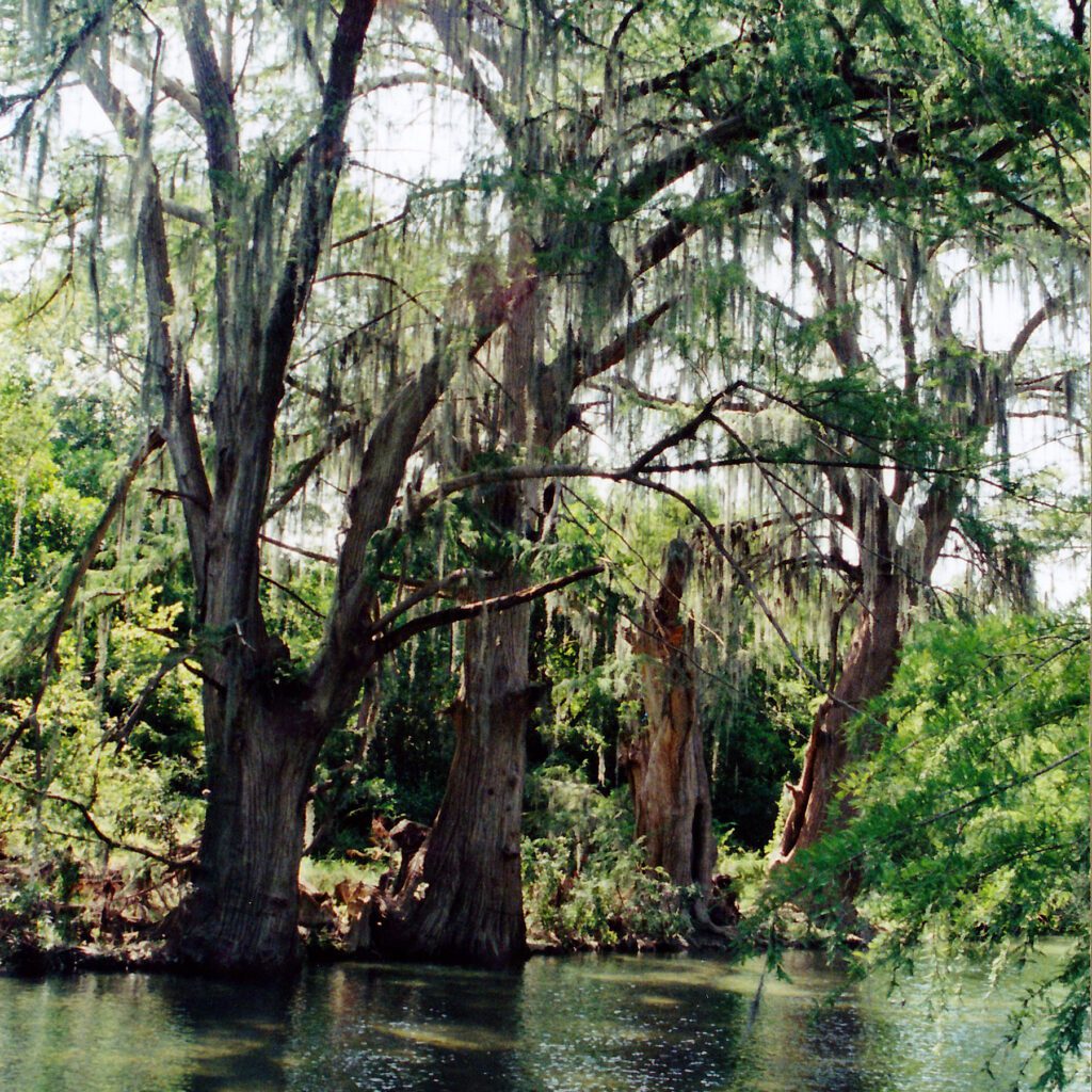 Montezuma Bald Cypress