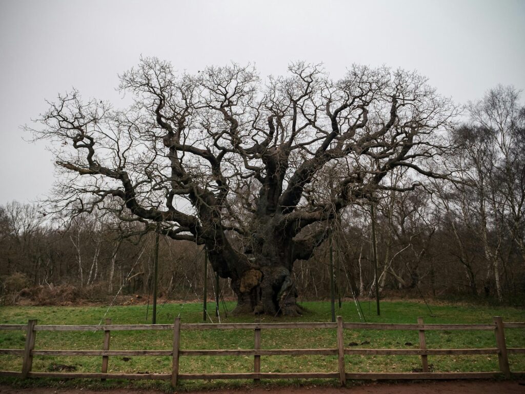 Major Oak, UK