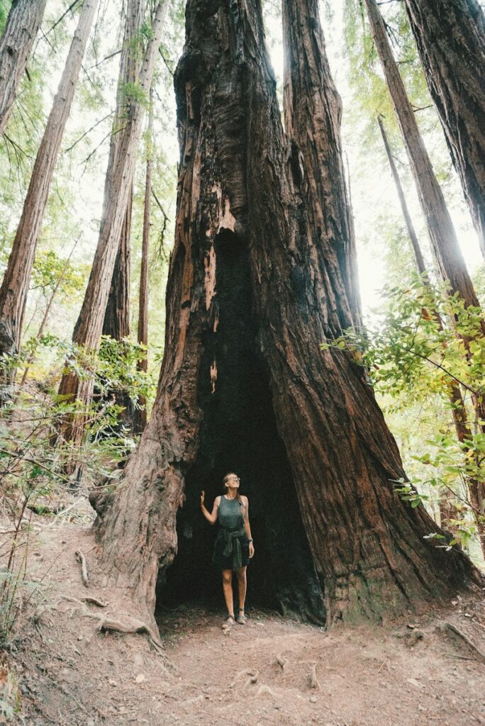 Redwoods of Muir Woods