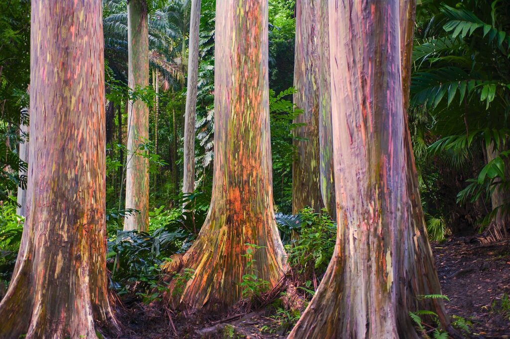 Rainbow Eucalyptus, Indonesia