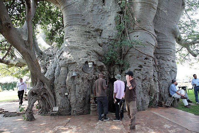 Giant Baobab