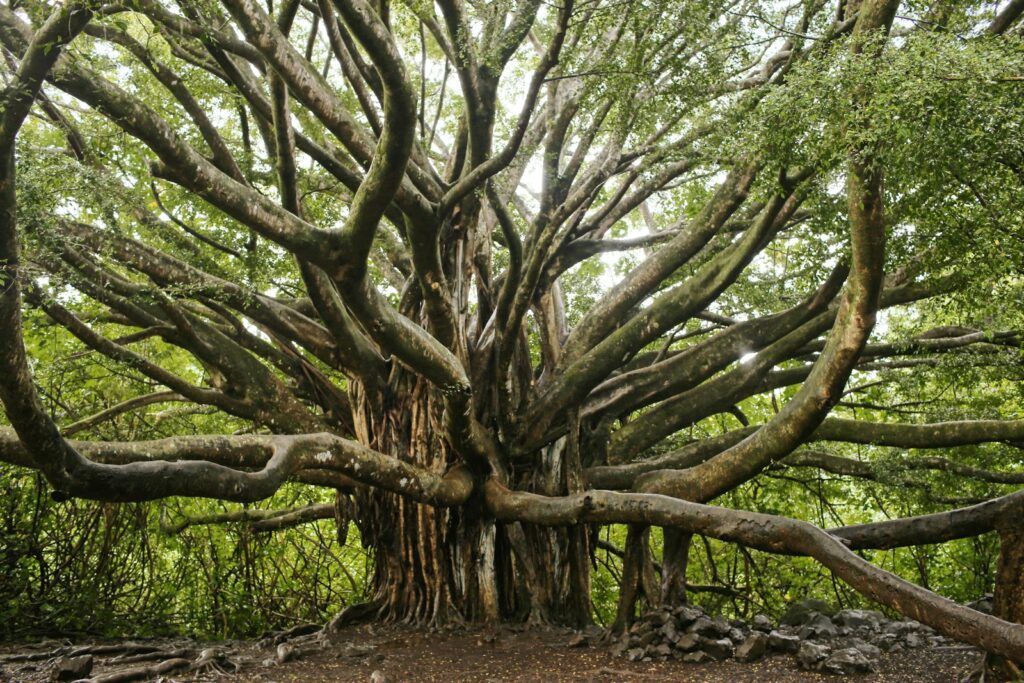 Banyan Tree in Indian Botanic Garden in Kolkata, West Bengal