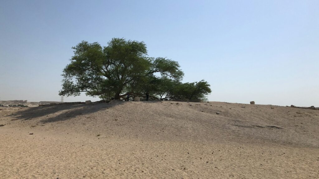 The Tree of Life, Bahrain