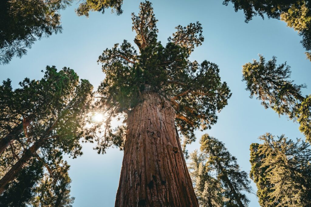 General Sherman Tree