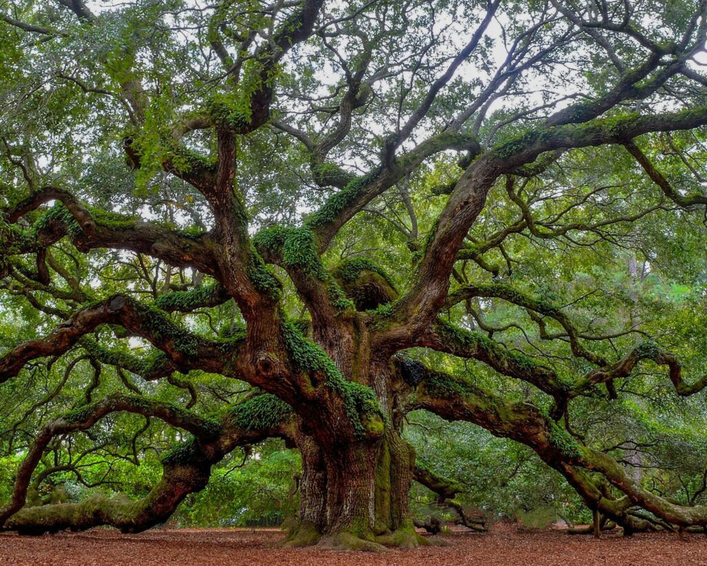 The Angel Oak, USA