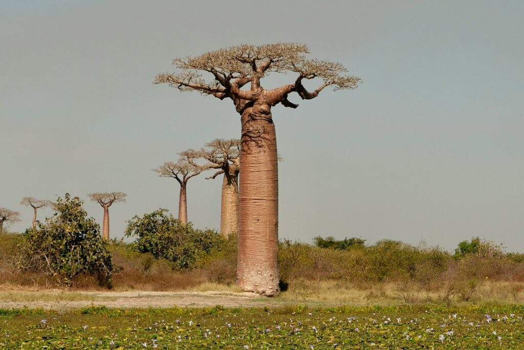 The Baobab, Madagascar