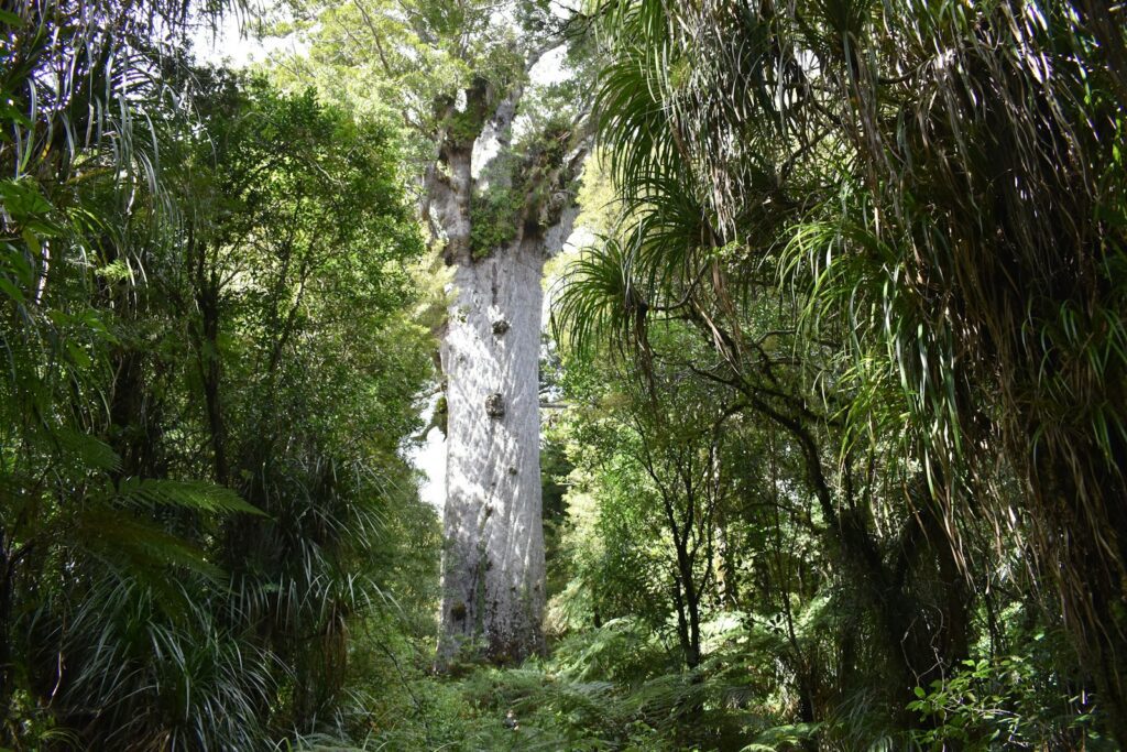 The Tāne Mahuta