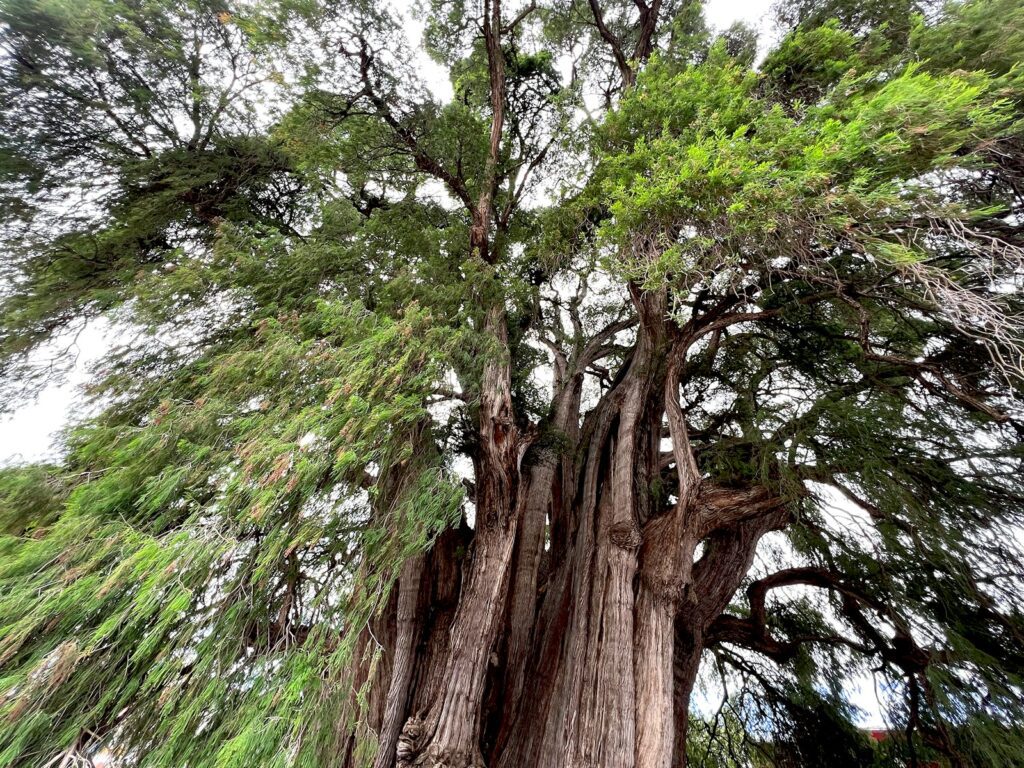 Árbol del Tule